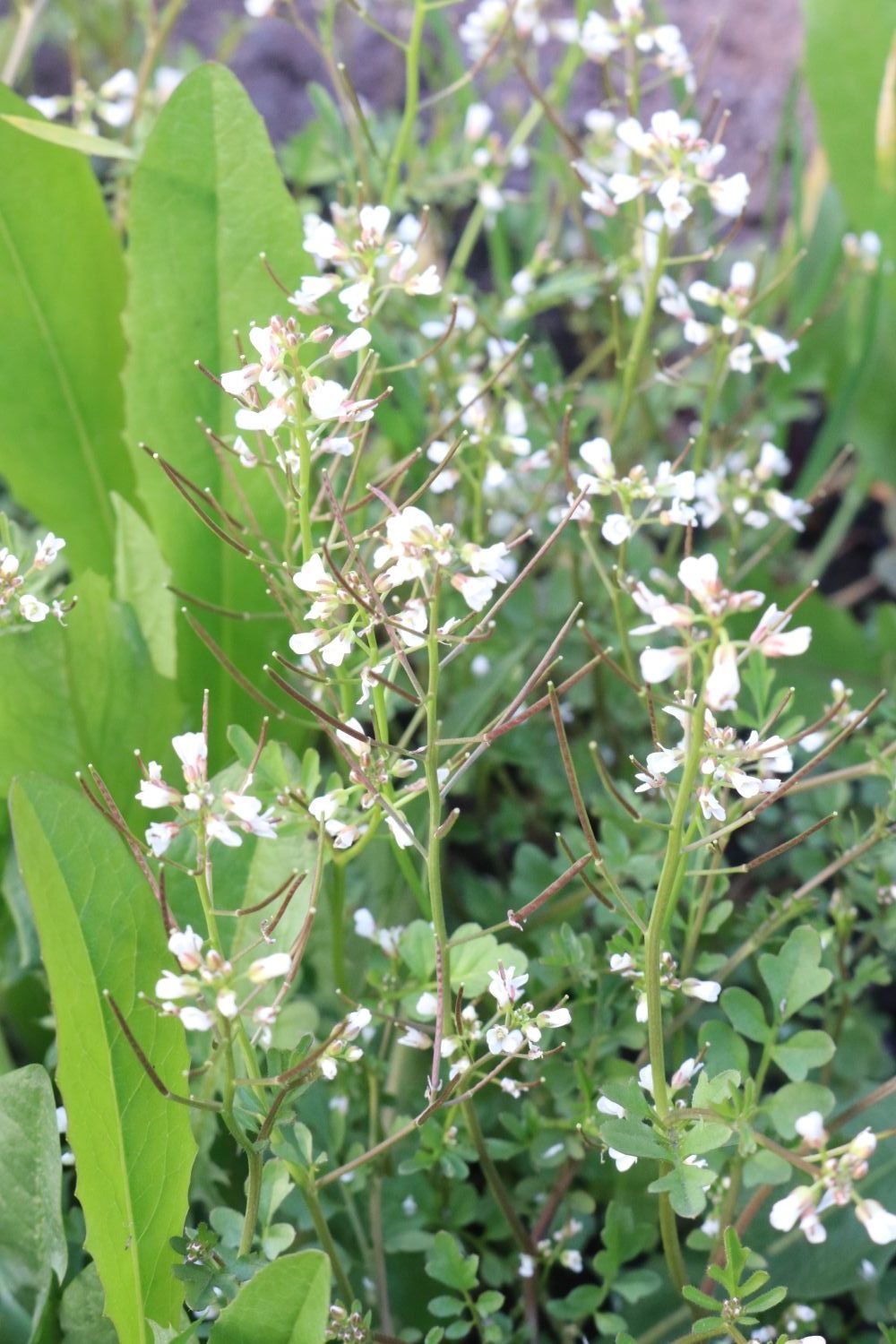 Japanisches Reisfeld-Schaumkraut