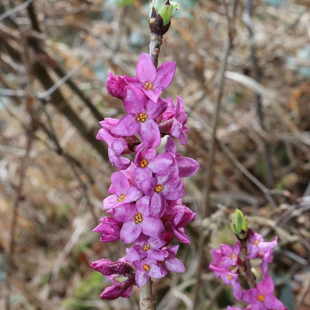 Seidelbast (Foto: Wolfgang Dötsch) Seidelbast