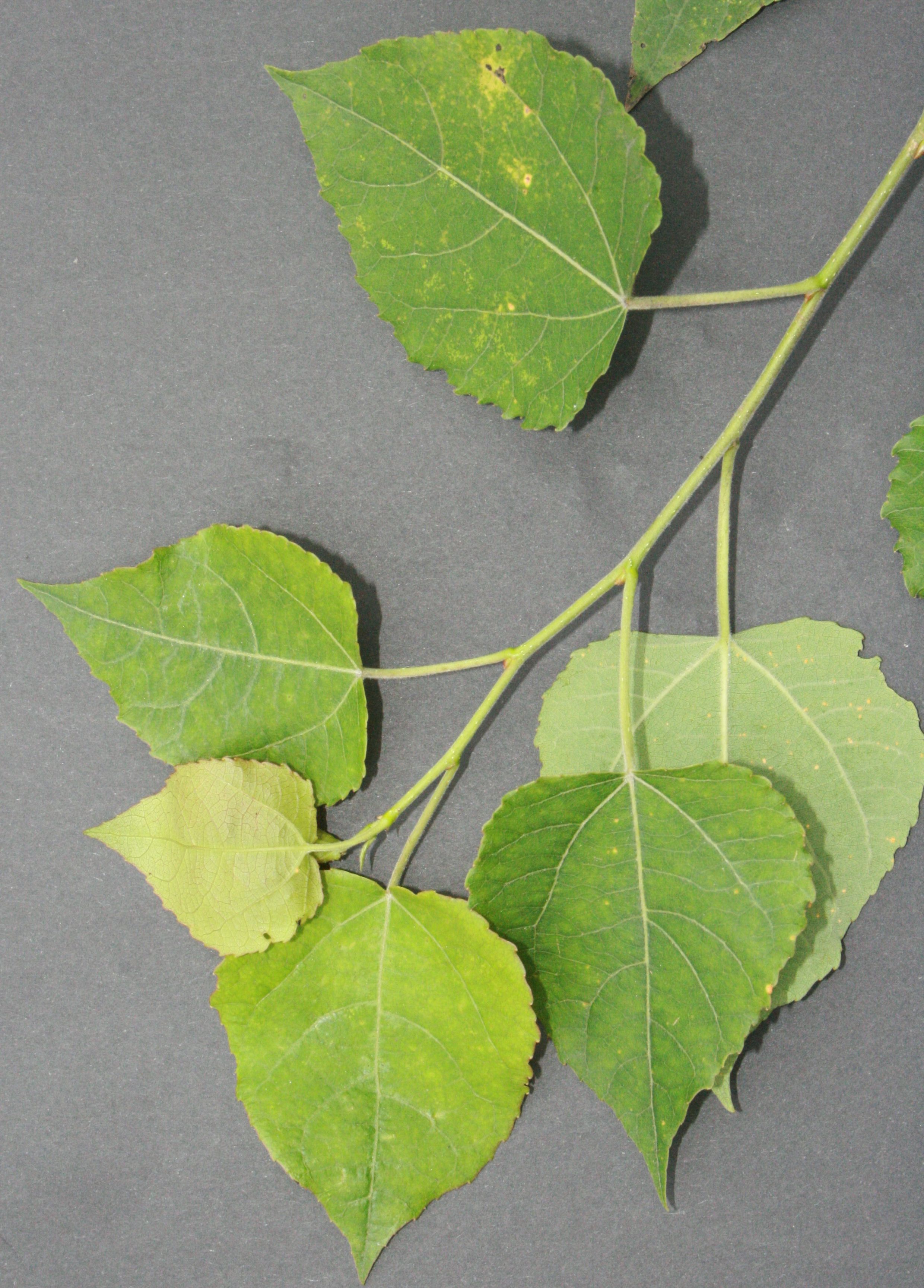 Espe – Zweig Espe – Zweig