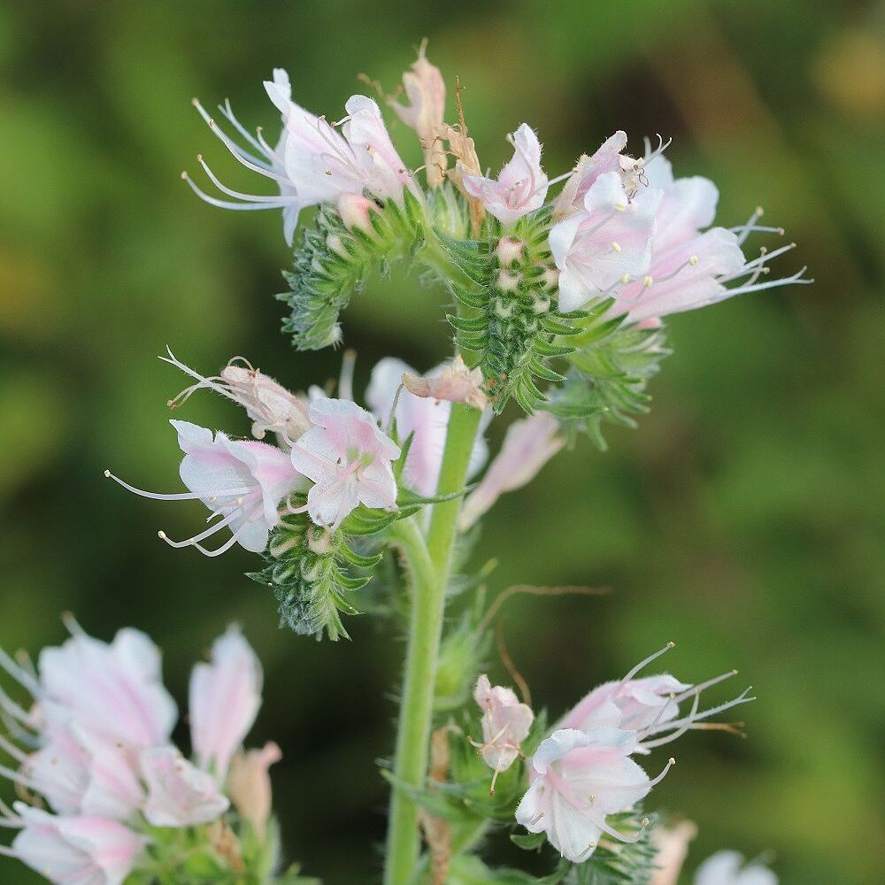Gewöhnlicher Natternkopf