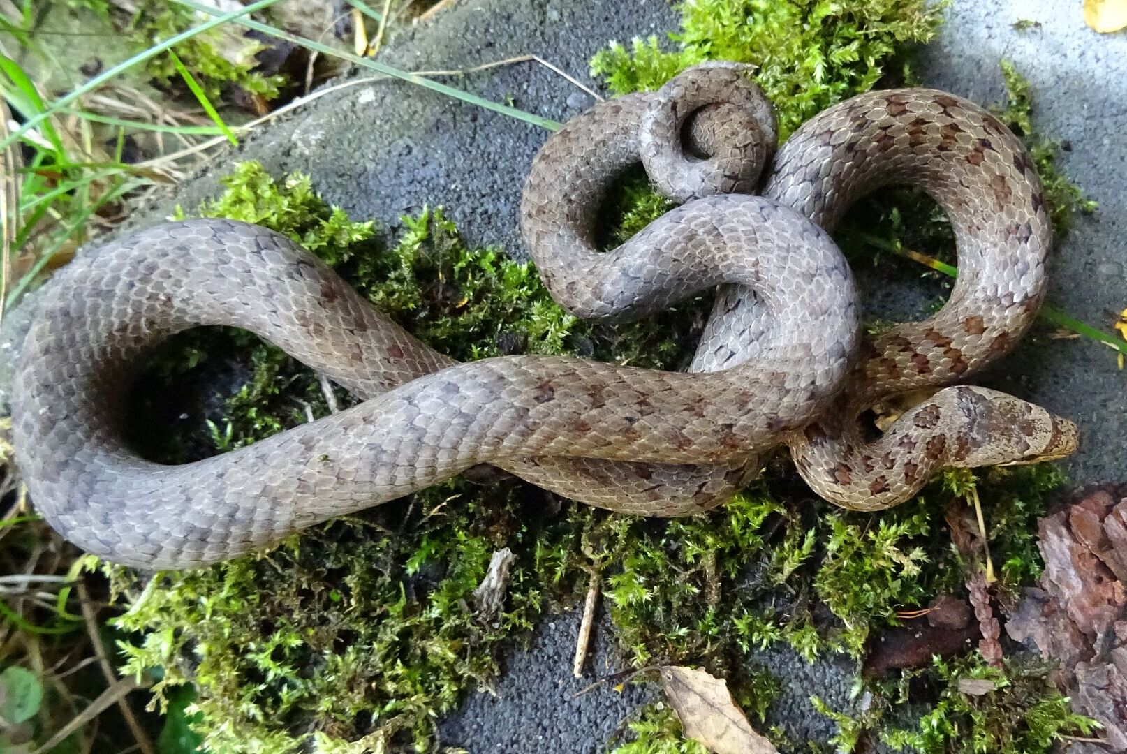 Coronella austriaca