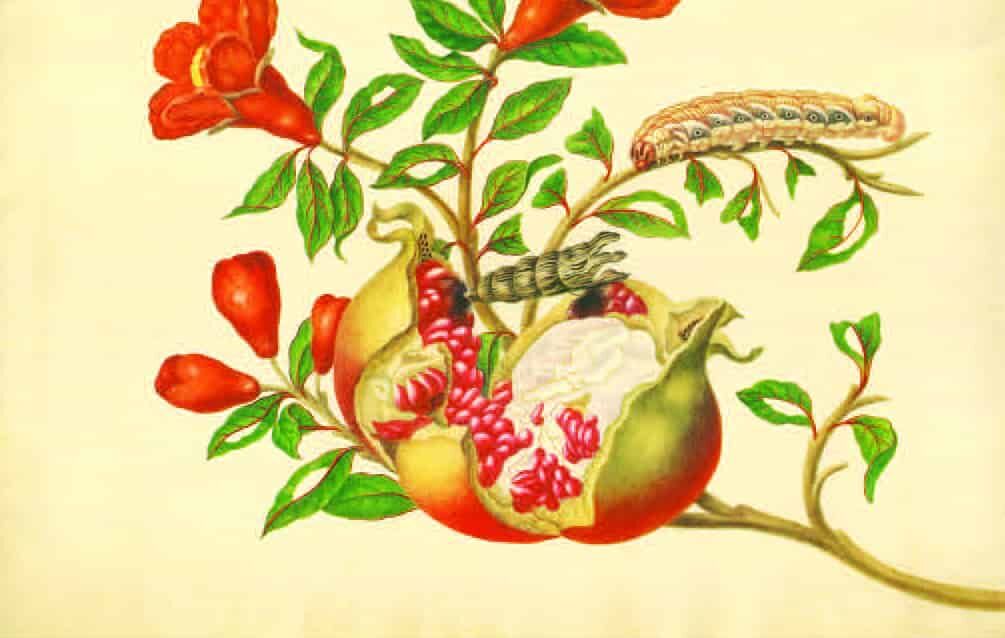 Merian-Kalender