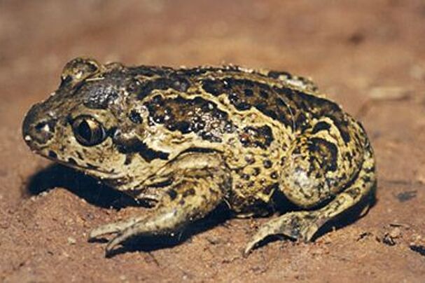 Knoblauchkröte