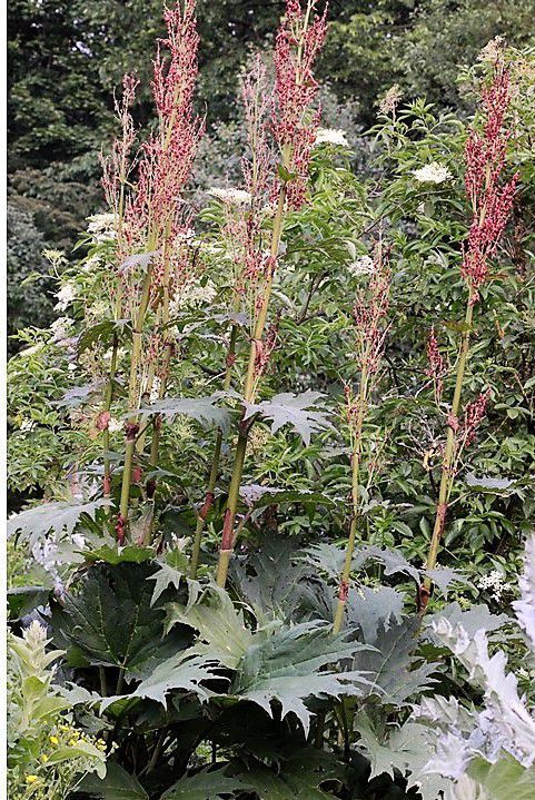 Rhabarber (medizinal)