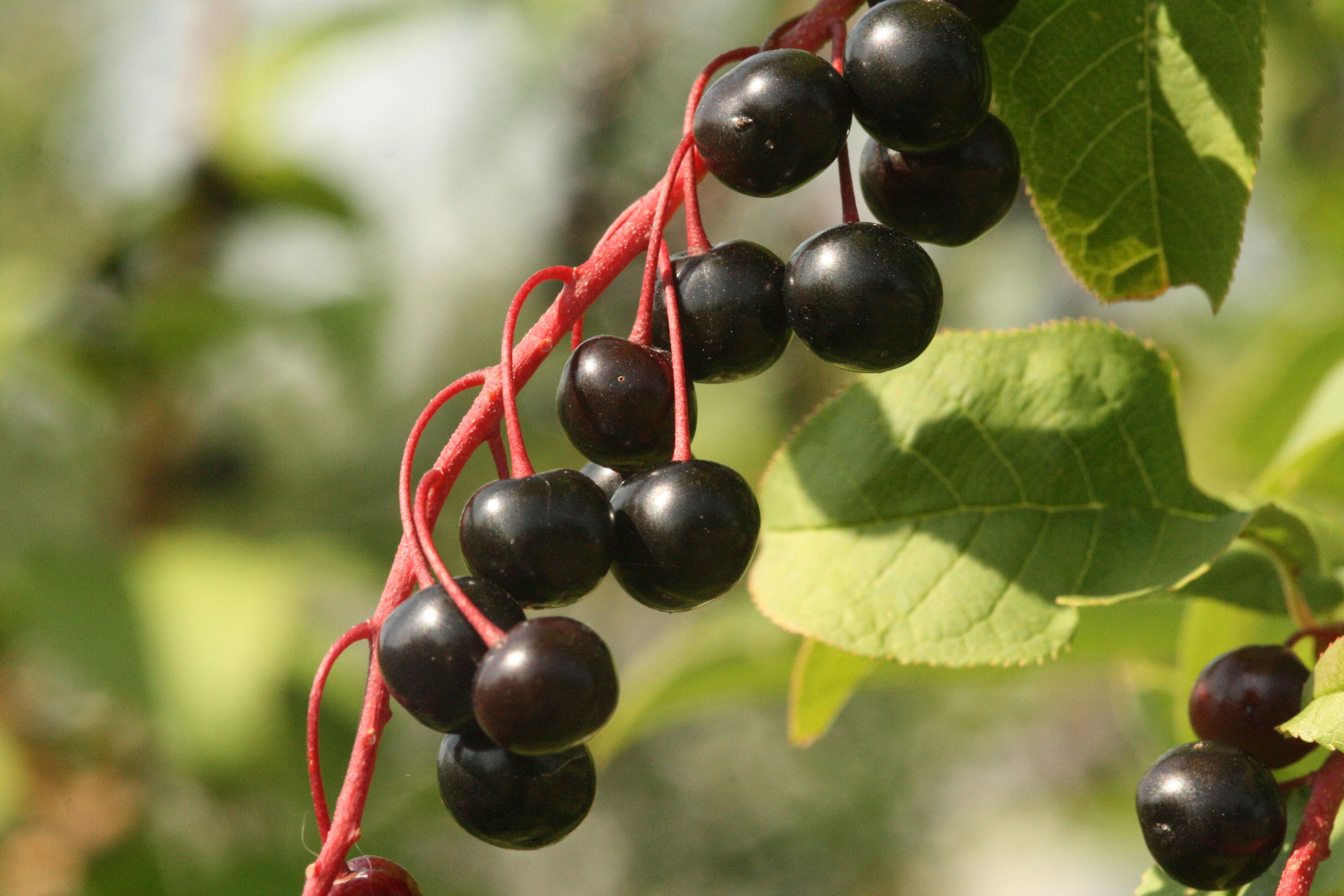 Spätblühende Traubenkirsche (Prunus serotina) – Früchte Spätblühende Traubenkirsche (Prunus serotina) – Früchte