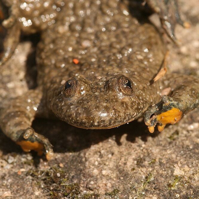 Gelbbauchunke (Foto: Wolfgang Dötsch) Gelbbauchunke