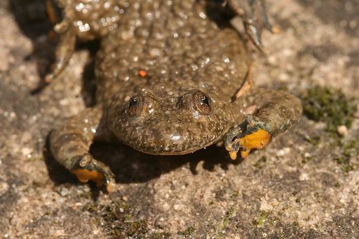 Gelbbauchunke (Foto: Wolfgang Dötsch)