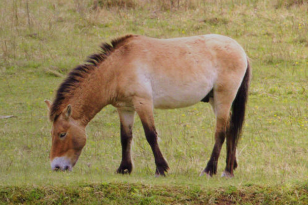 Przewalski-Pferd in Tennenlohe