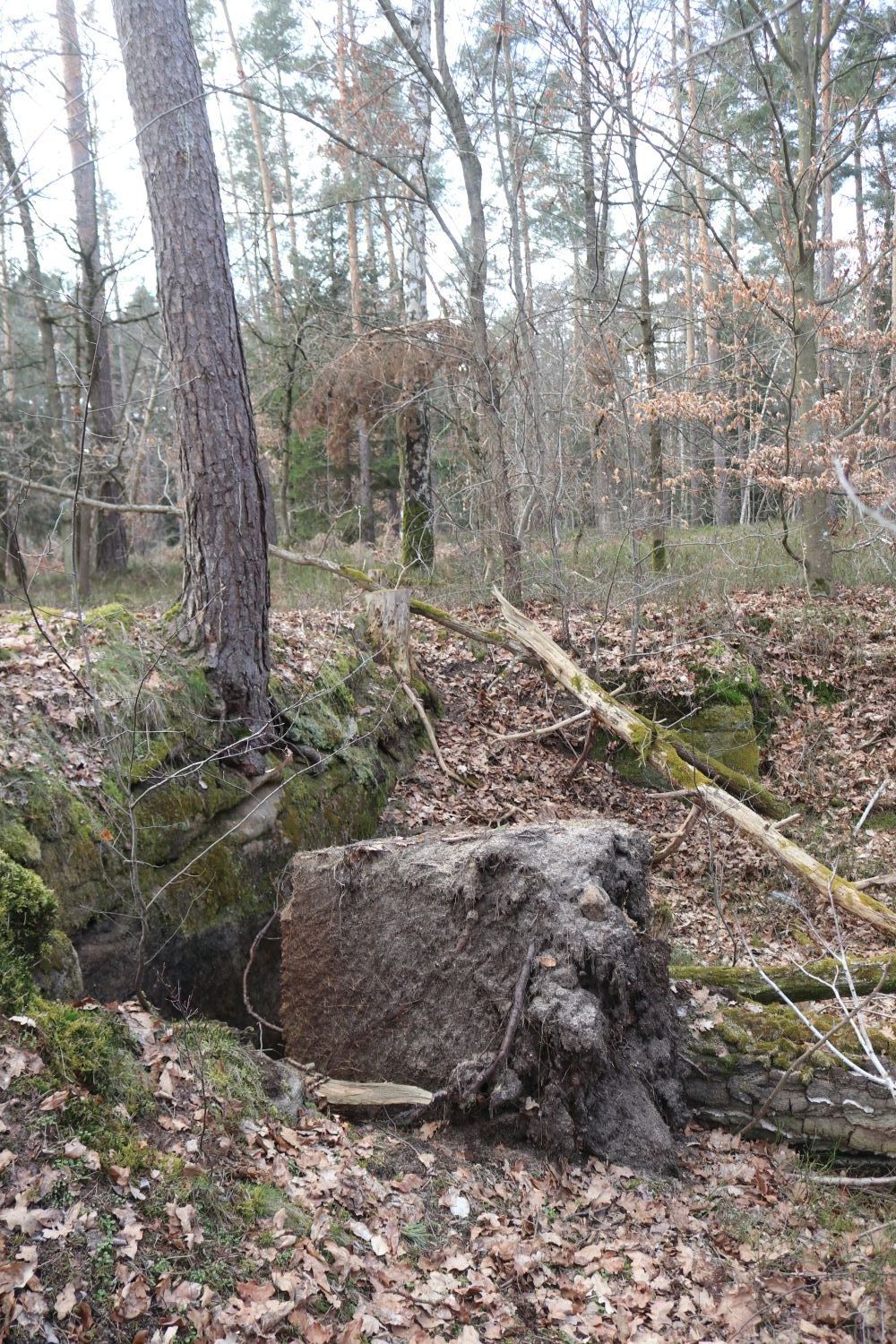Steinbruch im Hohen Bühl