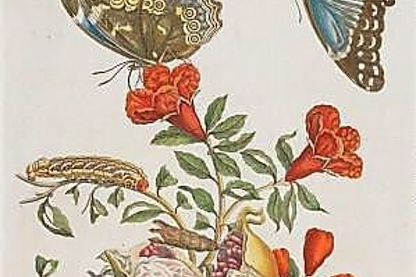 Kupferstich mit Granatapfel