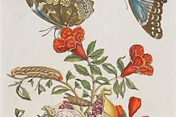Kupferstich mit Granatapfel