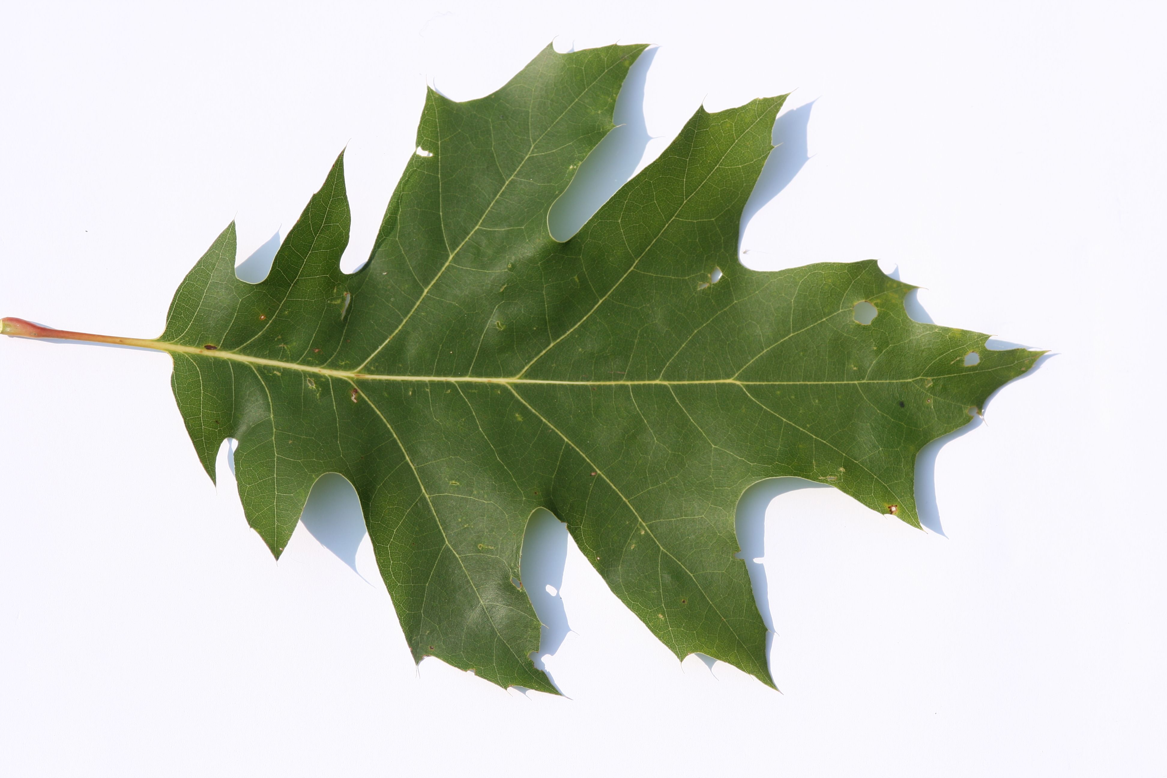 Roteiche (Quercus rubra)