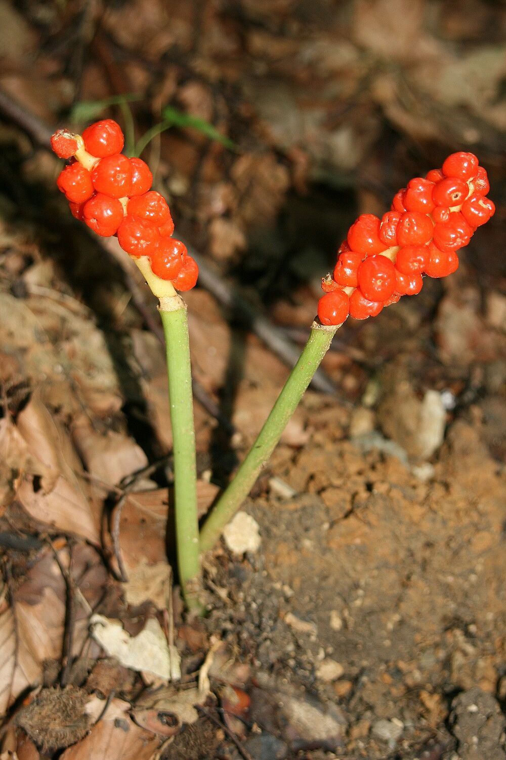 Arum maculatum - Gefleckter Aronstab Gefleckter Aronstab