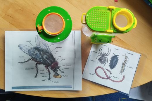 Becherlupen und Bestimmungshilfen