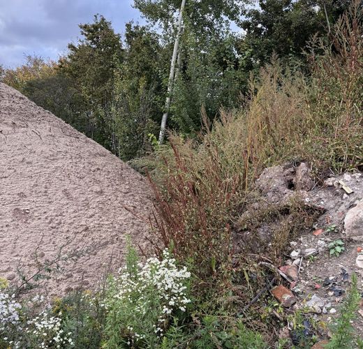 jetziger Zustand der Hecke (Foto: Elfriede Kolb-Eisner)