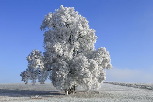 Linde im Winter