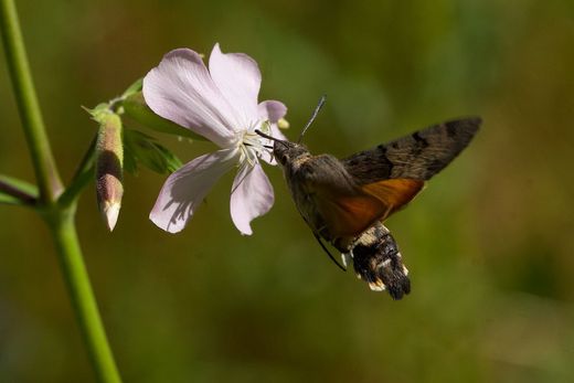 en (Macroglossum stellatarum)