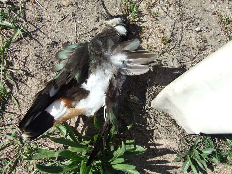 Überfahrener Kiebitz (Foto: Helmut Willert) Überfahrener Kiebitz