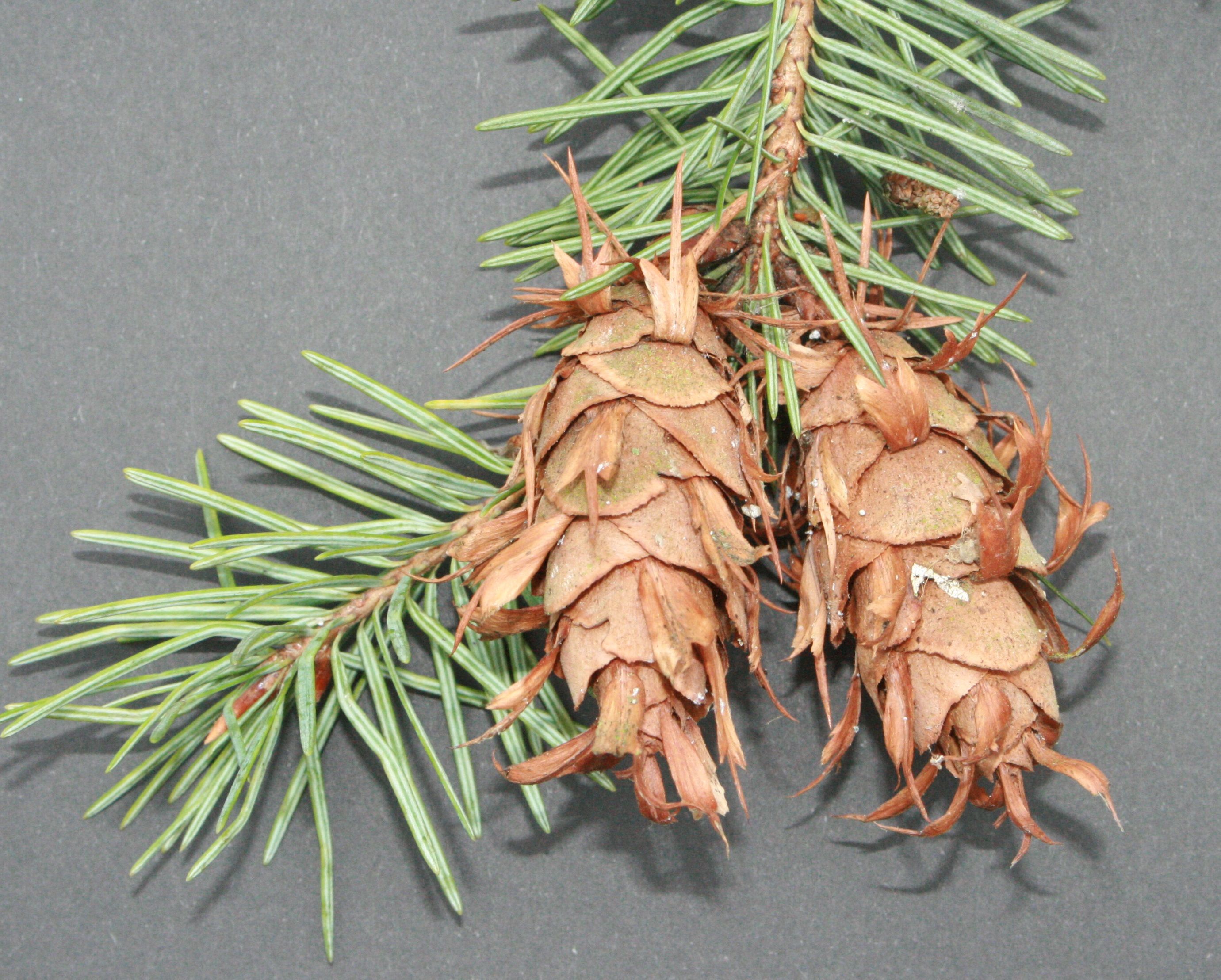 Douglasie (Pseudotsuga menziesii) – Zapfen Douglasie (Pseudotsuga menziesii) – Zapfen