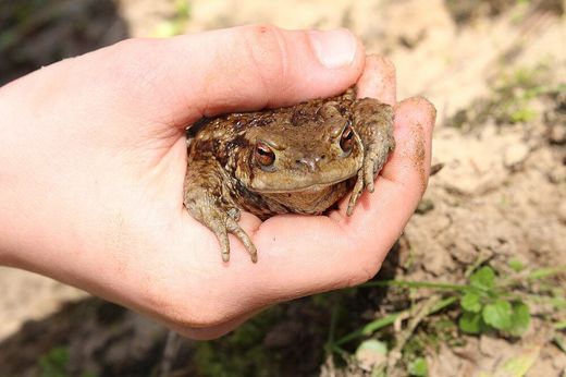 Erdkröte in Hand (Foto: Wolfgang Dötsch)