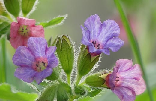 Geflecktes Lungenkraut (Foto: Maria Meißner)