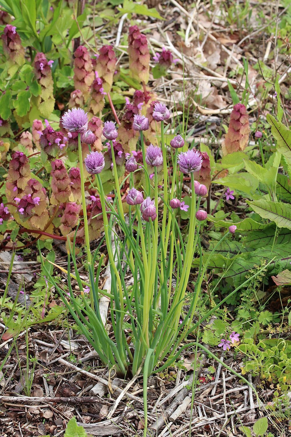 Allium schoenoprasum - Schnittlauch Schnittlauch