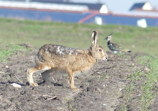 Feldhase mit Kiebitz im Hintergrund in Wetzendorf (Foto: Maria Meißner)