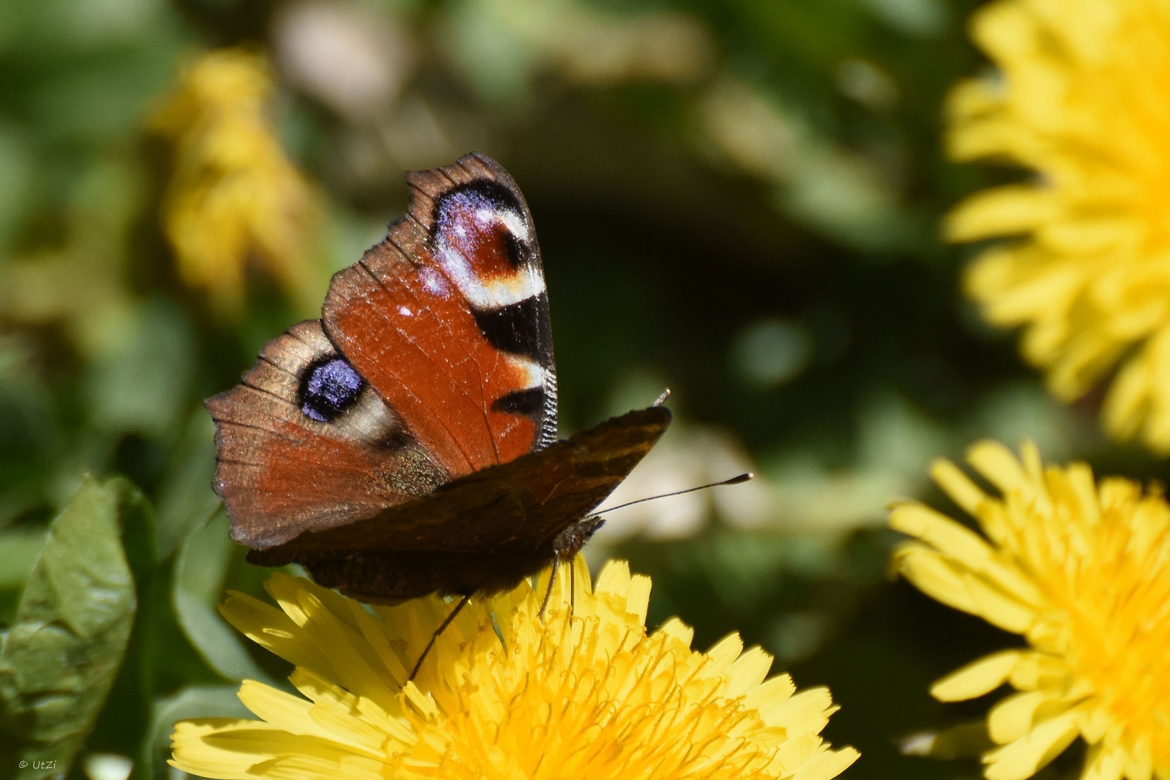 Tagpfauenauge (Foto: Ute Ziehr) Tagpfauenauge