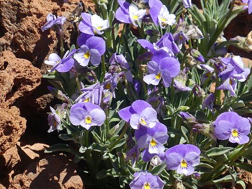 Teide-Veilchen