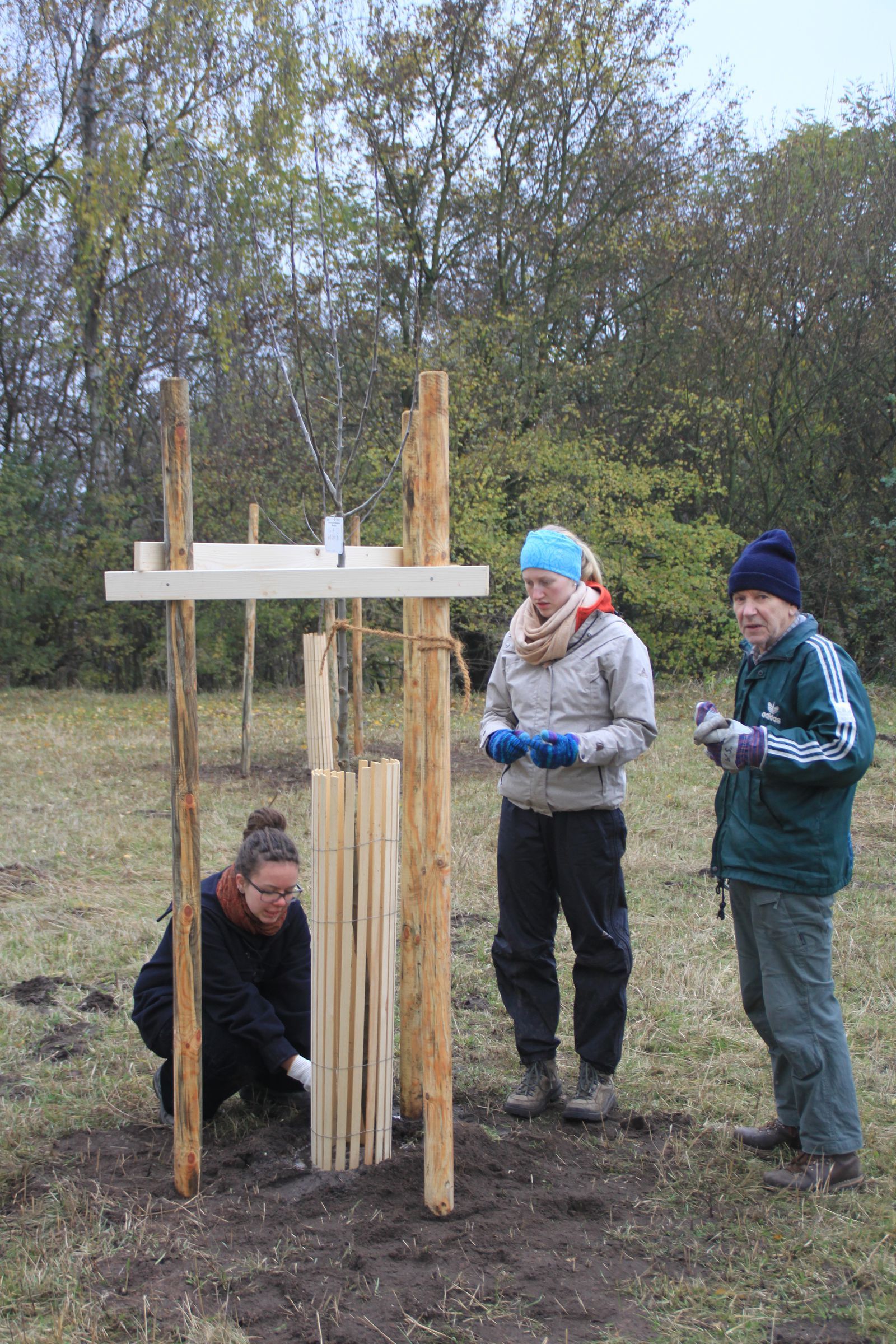 Baumpflanzung Baumpflanzung