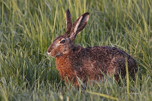 Feldhase (Foto: Marcus Bosch)