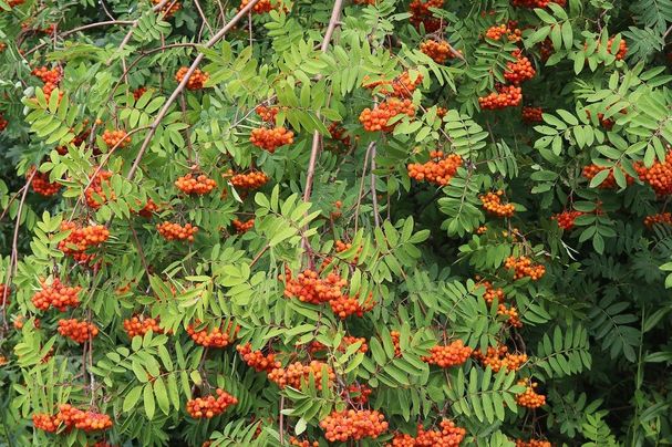 Sorbus aucuparia - Vogelbeere
