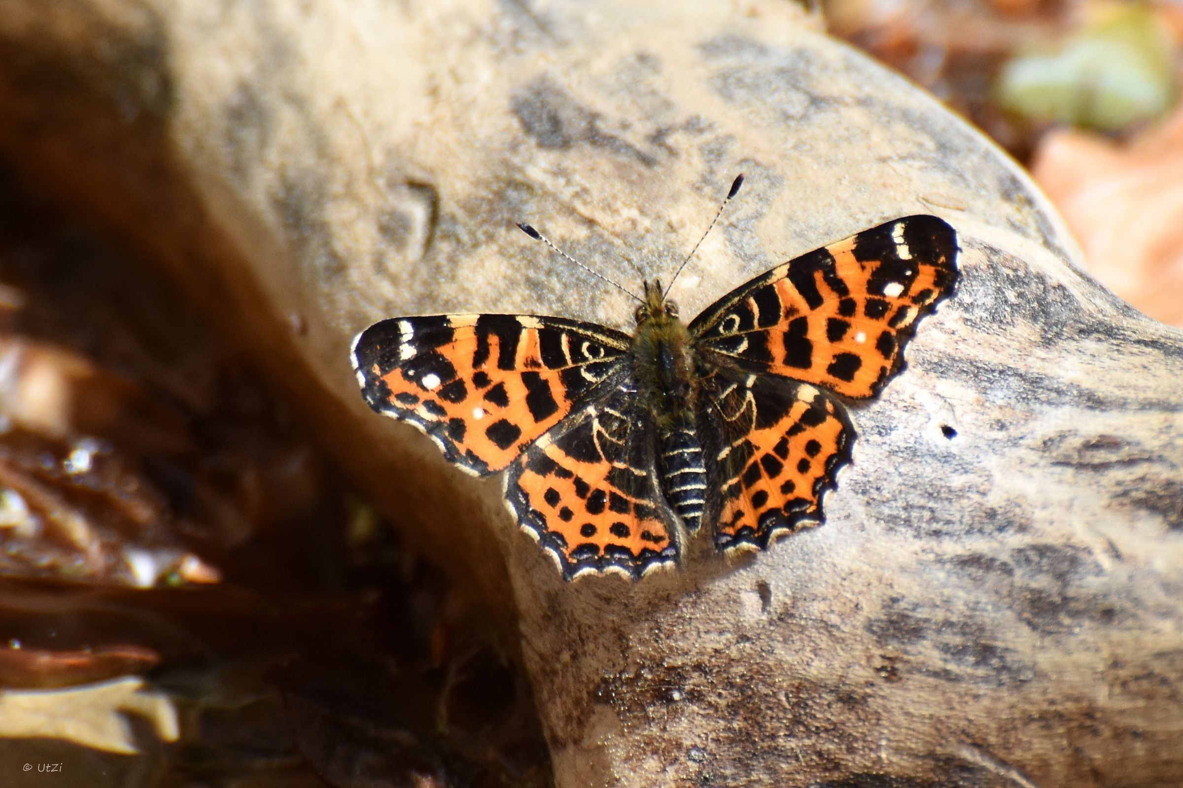 Landkärtchen - Frühlingsgeneration (Foto: Ute Ziehr) Landkärtchen