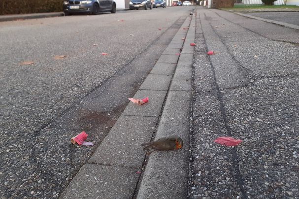 Totes Rotkehlchen an Neujahr 