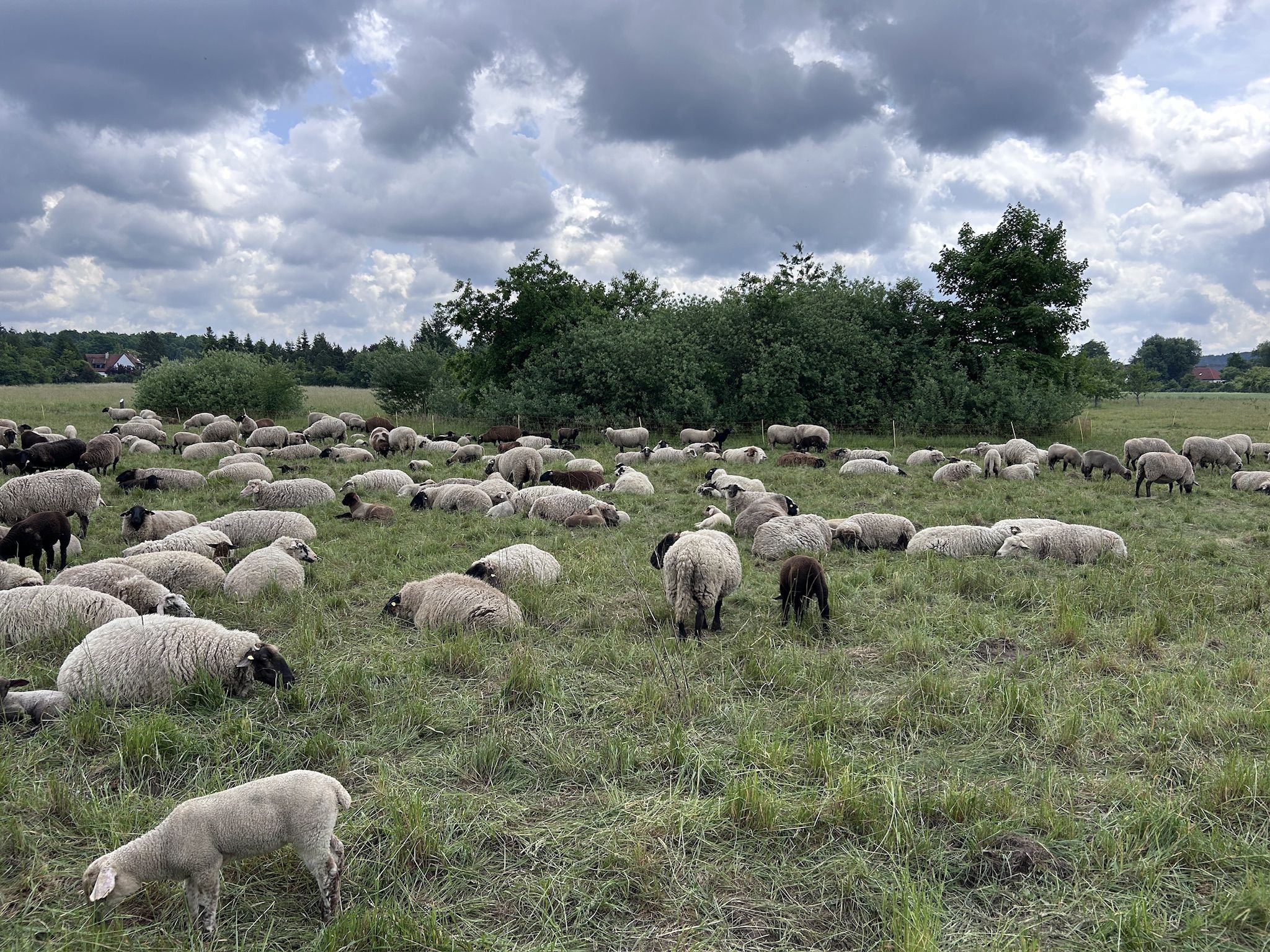 Schafe auf der Streuobstwiese Fischbach (Foto: Dr. Ingo Klose)