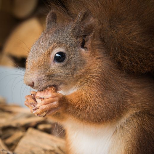 Eichhörnchen im Herbst (Foto: Kerstin Ellersdorfer)