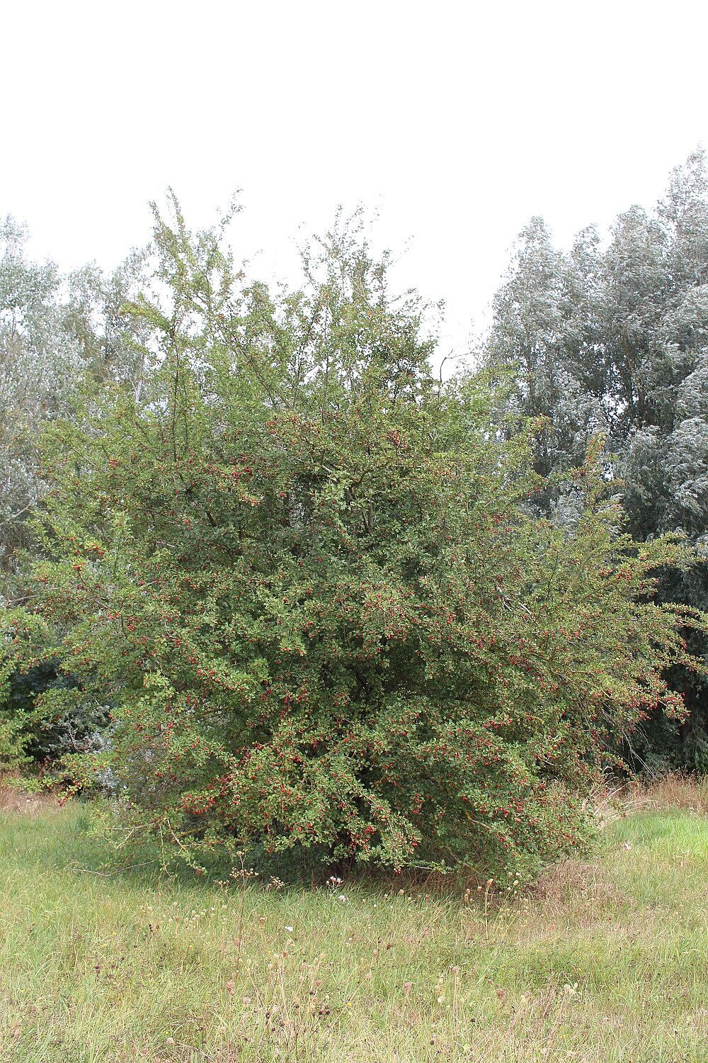 Zweigriffeliger Weißdorn