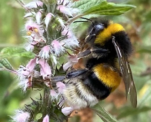 Erdhummel an Herzgespann im InsektenReich (Foto: Dirk Schiepers)