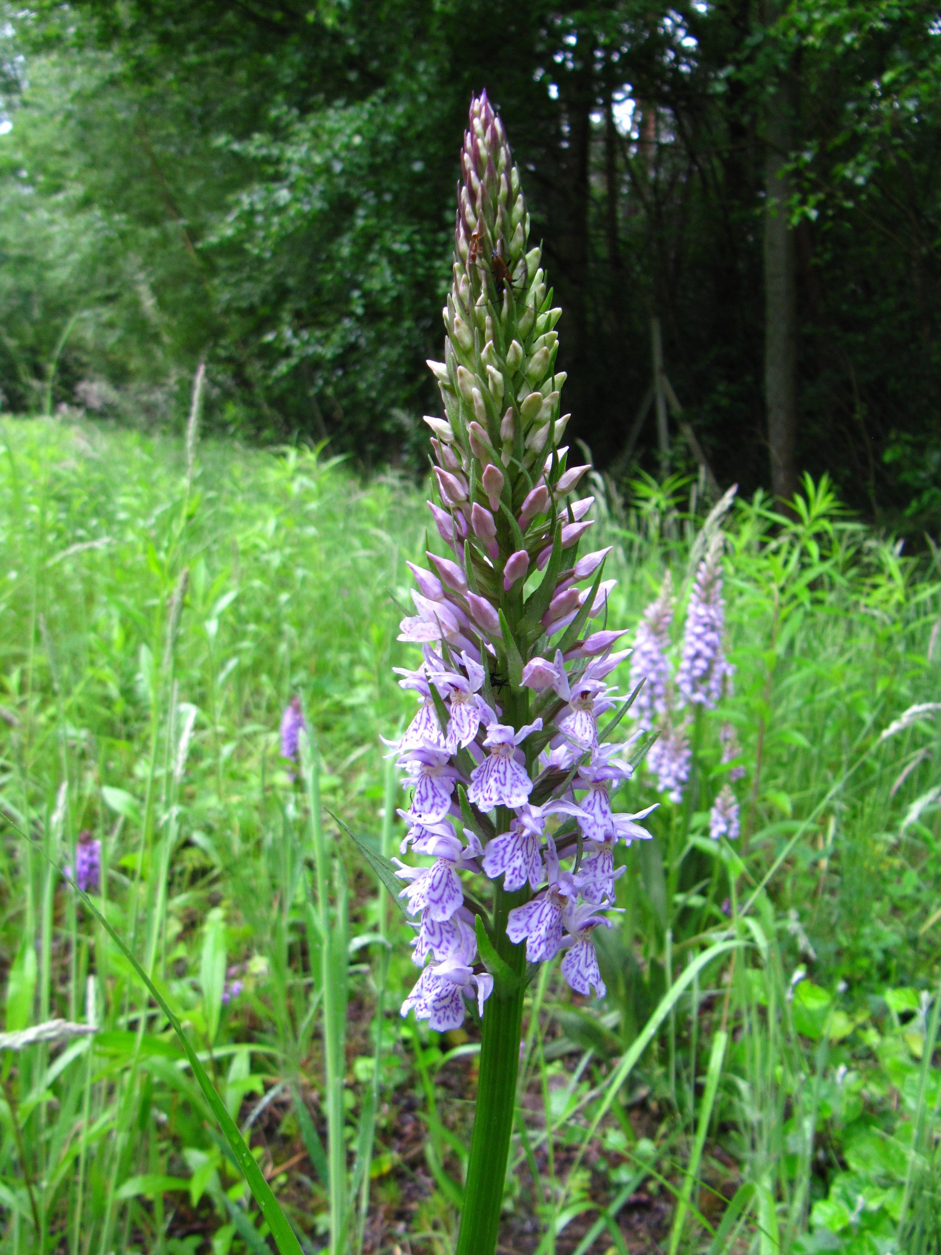 Geflecktes Knabenkraut (Dactylorhiza maculata)