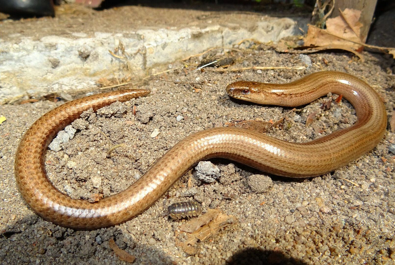 Anguis fragilis - Blindschleiche/Rehhof (Foto: Heike Wirth) Anguis fragilis
