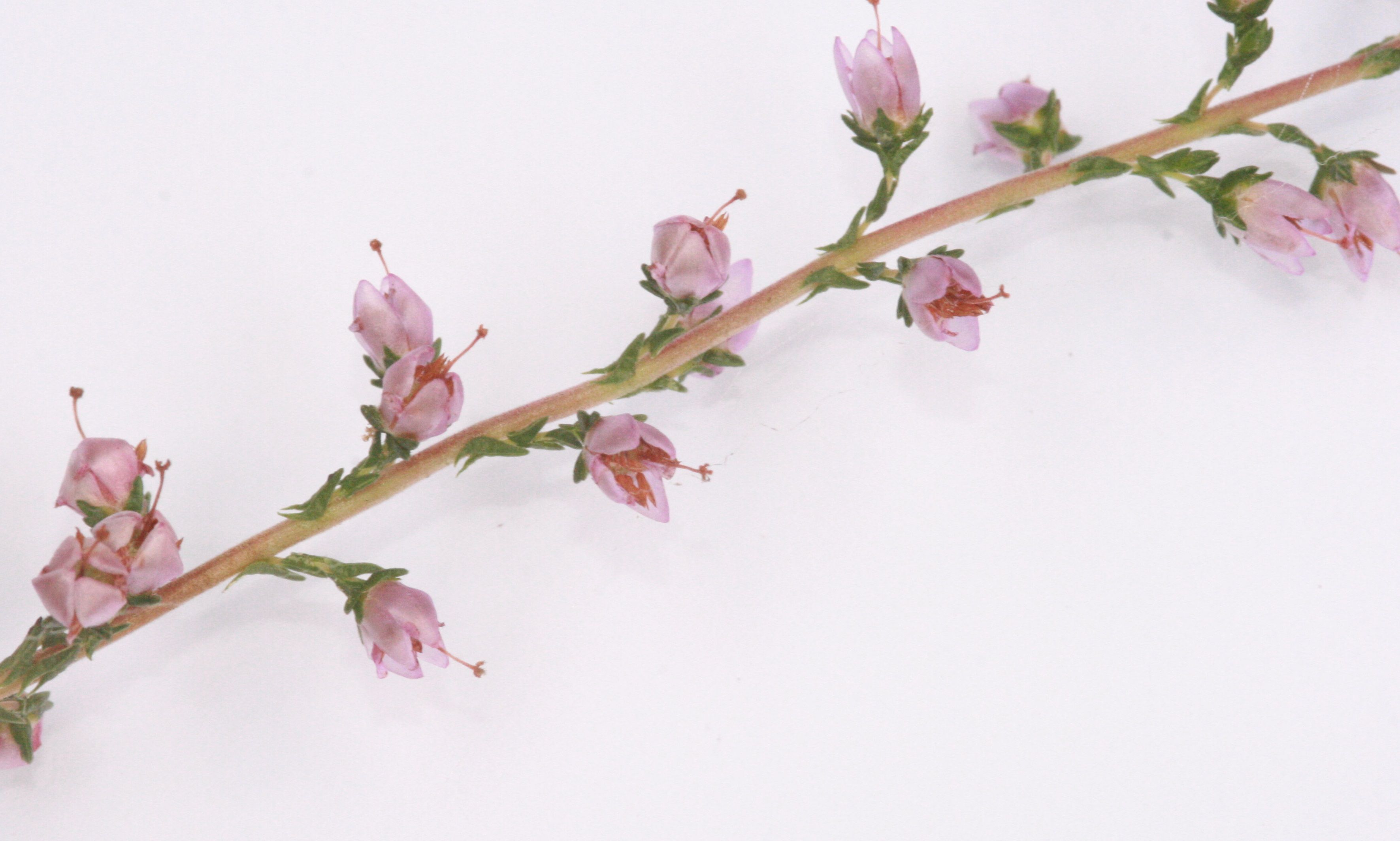 Besenheide – Zweig mit Blüten Besenheide – Zweig mit Blüten