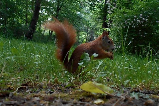 Eichhörnchen