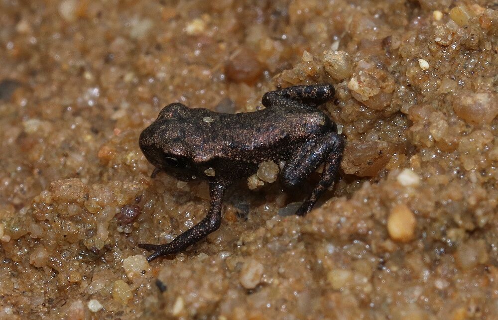 Bufo bufo - Erdkröte (Jungtier)/Deponie Süd Erdkröte