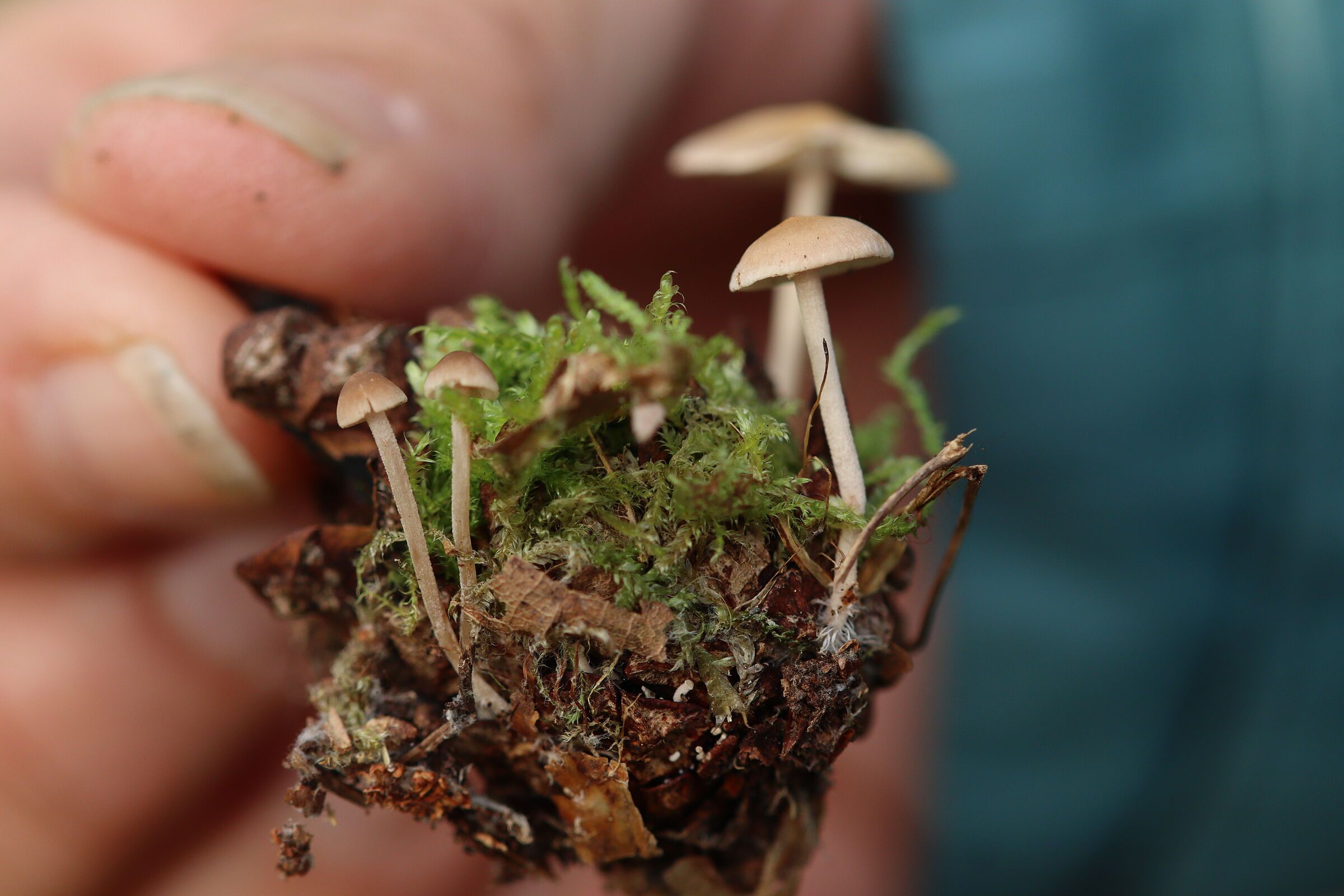 Mäuseschwanz-Zapfenrübling (Foto: Ingrid Teutter) Mäuseschwanz-Zapfenrübling