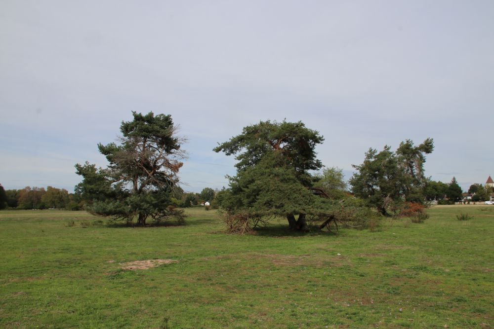 Moorenbrunnfeld