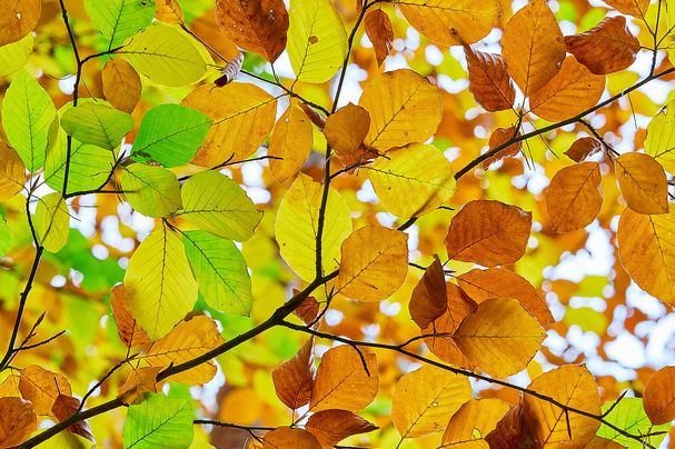 Herbstlaub