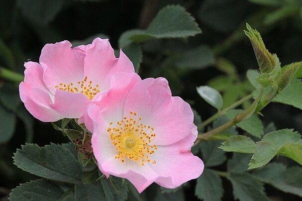 Hundsrose