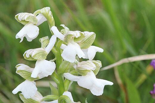 Kleines Knabenkraut mit weißer Blüte