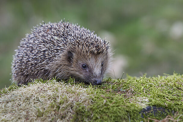 Igel