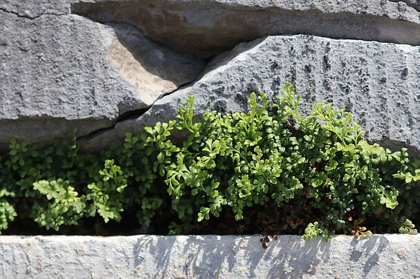 Pflanzen auf der Zeppelintribüne
